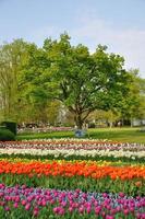 tulipanes morados, rojos, blancos y naranjas con un árbol en el parque keukenhof en holanda foto