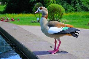 pato en primer plano en palmen garten, frankfurt am main, hessen, alemania foto