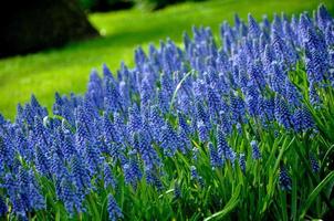 Grape Hyacinth with green grass in Keukenhof park in Holland photo
