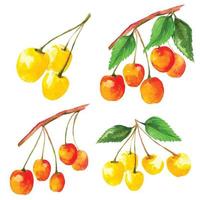 yellow cherry set, sakura fruit vector illustration