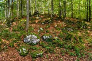 Dark forest with stones in Schoenau am Koenigssee, Konigsee, Berchtesgaden National Park, Bavaria, Germany photo