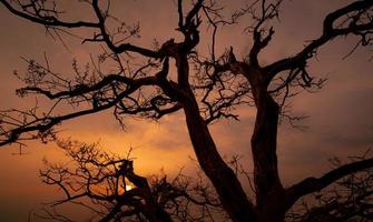 hermosa silueta árbol sin hojas y cielo al atardecer. escena tranquila y pacífica de sol y cielo oscuro al atardecer con un hermoso patrón de ramas. temporada de otoño con naturaleza tranquila. belleza en la naturaleza. foto