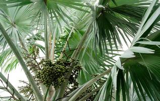 Closeup palm tree and bunch of plam fruit in tropical forest. Fan palm Corypha umbraculifera with leaves that are palmately lobed. Ornamental plant in garden of resort. photo