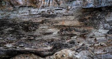 textura de primer plano del viejo árbol podrido. detalle del fondo de textura de madera vieja. superficie áspera del tocón de árbol muerto. material de madera natural degradado para muebles de casa. piel sucia de madera. registro extraño. foto