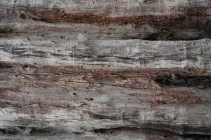 Closeup texture of decayed old tree. Detail of old wood texture background. Rough surface of dead tree stump. Weathered natural wood material for house furniture. Dirt skin of wooden. Weird log. photo