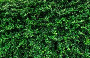 plantas de cobertura de hoja perenne de primer plano. pequeñas hojas verdes en el fondo de textura de pared de cobertura. pared de seto de hoja perenne ecológica. planta ornamental en el jardín del patio trasero. muchas hojas reducen el polvo en el aire. telón de fondo natural. foto