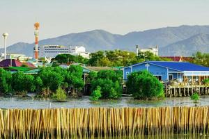 Wave protection fence made from dry bamboos at mangrove forest in the sea to avoid coast erosion. Fishing village in mangrove forest in front of the mountain photo