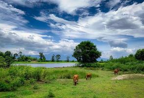 Herd of cow grazing green grass in meadow. Brown cow in pasture. Beef cow cattle farming. Livestock. Animal farm field near river and mountain. Landscape of meadow in countryside. Thai cow. photo