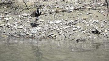 Spur-Winged Lapwing Bird Takes Flight on Rocky River Bank video