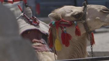 cammello pronto per il viaggio che indossa una briglia con nappe che soffia dolcemente nella brezza video