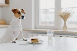 Indoor shot of pedigree dog poses at white desk, wants to eat pancake and drink glass of milk, poses over kitchen interior. Animals, domestic atmosphere