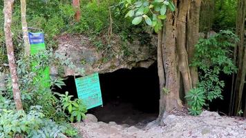 entrada y sendero para caminar cueva sumidero cenote en chemuyil mexico. video