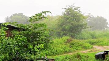 Extreme monsoon rain green tropical nature rainforest Koh Samui Thailand. video