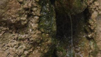 Cerca de agua goteando roca húmeda cubierta de musgo