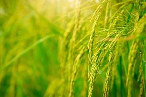 Selective focus on ear of rice. Green paddy field. Rice plantation. Organic rice farm in Asia. Rice price in the world market concept. Beautiful nature of farm land. Paddy field. Plant cultivation. photo