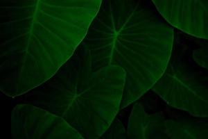 Closeup green leaves of elephant ear in jungle. Green leaf texture background with minimal pattern. Green leaves in tropical forest on dark background. Greenery wallpaper. Botanical garden in night. photo