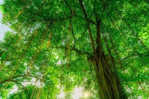 Bottom view of banyan tree trunk to green leaves of big tree in tropical forest with sunlight. Fresh environment in park. Banyan tree with aerial root. Forest tree with small leaves on sunny day. photo