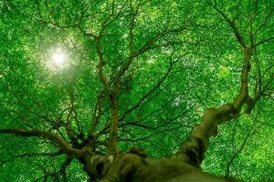 Bottom view of tree trunk to green leaves of big tree in tropical forest with sunlight. Fresh environment in park. Green plant give oxygen in summer garden. Forest tree with small leaves on sunny day. photo