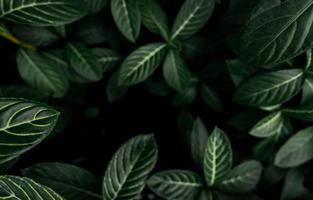 Green leaves texture background. Dense dark green leaves in jungle. Nature abstract background. Plant in tropical forest. Exotic plant in garden. Organic wallpaper. Foliage pattern. Tropical greenery. photo