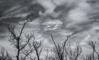 Silhouette dead tree and branch on grey sky background. Black branches of tree. Nature texture background. Art background for sad, dead, lonely, hopeless, and despair. Halloween day background. photo