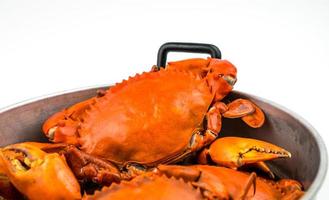 escila serrata. cangrejo al vapor en una olla aislado sobre fondo blanco con espacio de copia. concepto de restaurantes de mariscos. foto