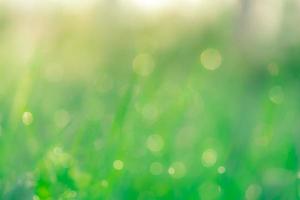 Blurred fresh green grass field in the early morning. Green grass with bokeh background in spring. Nature background. Clean environment. Green bokeh abstract background with sun light. photo