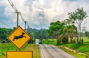 Caution wildlife crossing sign beside asphalt road near small hill and green grass field. Blue car of the tourist driving with caution during travel in national park photo