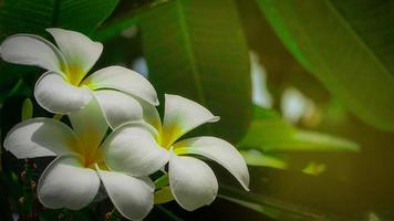 Frangipani flower Plumeria alba with green leaves on blurred background. White flowers with yellow at center. Health and spa background. Summer spa concept. Relax emotion.  White flower blooming. photo