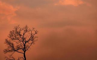 siluetee el árbol muerto en el cielo y las nubes anaranjados de la puesta del sol. fondo de tristeza, muerte y dolor. paisaje de la naturaleza. belleza en la naturaleza. árbol sin hojas con espacio de copia para inspiración o cita de fondo abstracto. foto