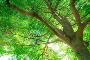 Bottom view of tree trunk to green leaves of big tree in tropical forest with sunlight. Fresh environment in park. Green plant give oxygen in summer garden. Forest tree with small leaves on sunny day. photo