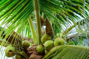 Bunch of coconut on coconut tree. Tropical fruit. Palm tree with green leaves and fruit. Coconut tree in Thailand. Coconut plantation. Agriculture farm. Organic drink for summer. Exotic plant. photo