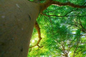 Selective focus on branch of tree. Bottom view of tree trunk to green leaves of tree in tropical forest with sunlight. Green plant give oxygen in garden. Forest tree with small leaves on sunny day. photo