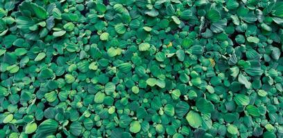 Top view green leaves of water lettuce floating on water surface. Pistia stratiotes or water lettuce is aquatic plant. Invasive species. Closeup leaf of water lettuce pond plants. Nature banner. photo