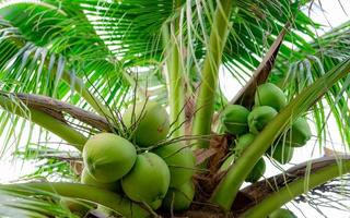 Bunch of coconut on coconut tree. Tropical fruit. Palm tree with green leaves and fruit. Coconut tree in Thailand. Coconut plantation. Agriculture farm. Organic drink for summer. Exotic plant. photo