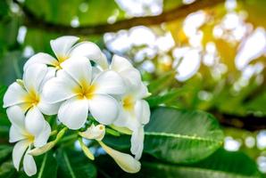 Frangipani flower Plumeria alba with green leaves on blurred background. White flowers with yellow at center. Health and spa background. Summer spa concept. Relax emotion. White flower blooming. photo