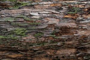 Closeup texture of tree bark. Pattern of natural tree bark background. Rough surface of trunk. Green moss and lichen on natural wood. Dirt skin of wooden. Grey, brown, and green nature background. photo