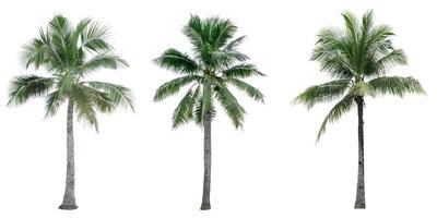 Set of coconut tree isolated on white background. Palm tree. Tropical palm tree. photo