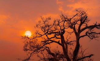 hermosa silueta árbol sin hojas y cielo al atardecer. escena romántica y pacífica de sol y cielo rojo al atardecer con un hermoso patrón de ramas. temporada de otoño con naturaleza tranquila. belleza en la naturaleza. foto