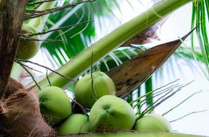 Bunch of coconut on coconut tree. Tropical fruit. Palm tree with green leaves and fruit. Coconut tree in Thailand. Coconut plantation. Agriculture farm. Organic drink for summer. Exotic plant. photo