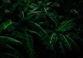 Banana green leaves on dark background. Banana leaf in tropical garden. Green leaves with beautiful pattern in tropical jungle. Natural plant in tropical garden. Nature background. Greenery wallpaper. photo