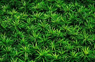 Closeup of green leaves texture background. Green leaves with beautiful pattern in jungle for organic concept. Natural plant in tropic garden. Nature background. Small green leaf in bush background. photo