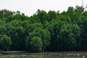 Mangrove tree at mangrove forest with white sky photo