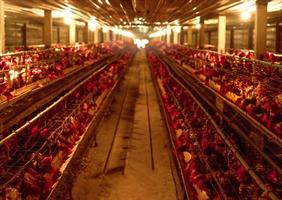 Chicken farm. Egg-laying chicken in battery cages. Commercial hens poultry farming. Layer hens livestock farm. Intensive poultry farming in close systems. Egg production. Chicken feed for laying hens. photo