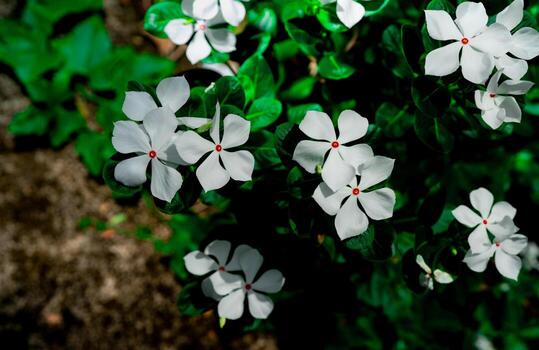 Catharanthus roseus West Indian periwinkle, Madagascar periwinkle. Beautiful white flower with pink at center green leaves on black background. Greeting card with white flowers on dark background. photo