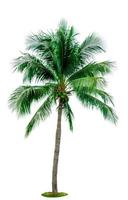 Coconut tree isolated on white background with copy space. Used for advertising decorative architecture. Summer and beach concept. Tropical palm tree. photo