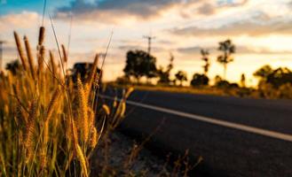 flor de hierba con fondo borroso de carretera asfaltada, cielo azul, nubes blancas y poste eléctrico en el campo en tailandia foto