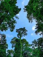 Bottom view of green tree in tropical forest with bright blue sky and white cloud. Bottom view background of tree with green leaves and sun light in the the day. Tall tree in woods. Jungle in Thailand photo