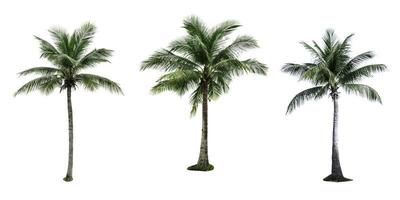 conjunto de cocotero aislado sobre fondo blanco. palmera. palmera tropical. foto