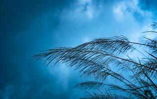 flores de hierba sobre fondo borroso de cielo azul y nubes. fondo abstracto de invierno. imaginación y fondo esperanzador. depresión emocional y sentir fondo azul. flor de hierba en el prado. foto