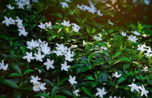 gardenia jazmín del cabo gardenia jasminoides. flor blanca con hojas verdes en la mañana con luz solar. ambiente fresco. flor blanca en el jardín. concepto de fondo de diseño y mantenimiento de jardines. foto